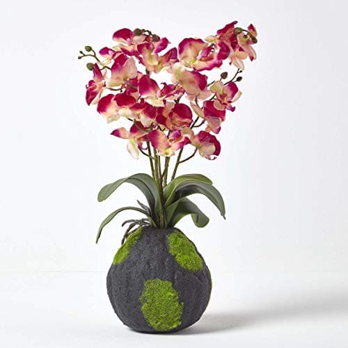 Image of HOMESCAPES Pink & Cream Artificial Orchid with Lifelike Silk Flowers and Realistic Green Leaves Two Tone Oriental Phalaenopsis Orchid Flower with Faux Moss Base 60cm tall for Indoor Decoration