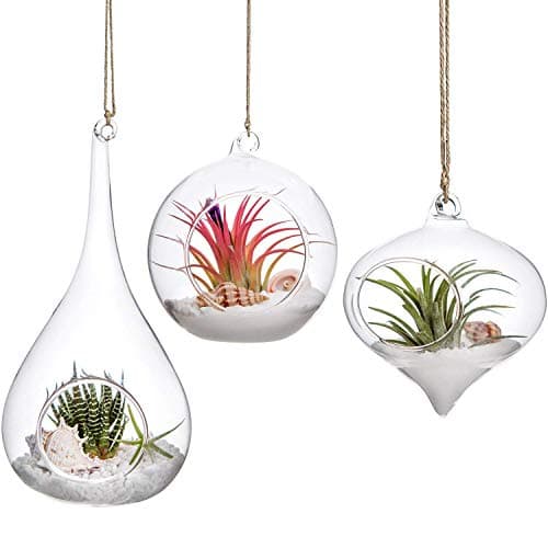Image of Mkouo 3 Pack Glass Hanging Planter Air Fern Holder Terrarium Plants Hanger Vase Home Decoration for Succulent Moss Tillandsias Air Plants, Olive, Globe and Teardrop