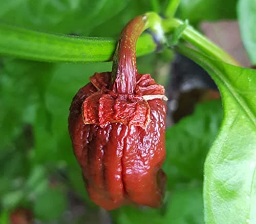 Image of 7 Pot Bubblegum Chocolate 5 Chilli Seeds by CHILLIESontheWEB Pick and Mix Get 4 Packs for Price of 3