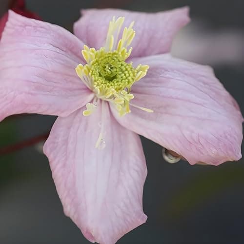 Image of Plant Theory 60cm Cane Clematis Elizabeth Pink Flowering Vine Climbing Plant 3L Pot