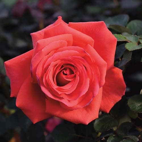 Image of Carbeth Plants Red Rose Bush Fragrant Cloud - 1 Rose Plant in 3L Pot - Potted Roses Plants Outdoor Garden Ready to Plant Flowers - Ideal Flowers for Garden Growing in Bed, Borders and Patio Pots