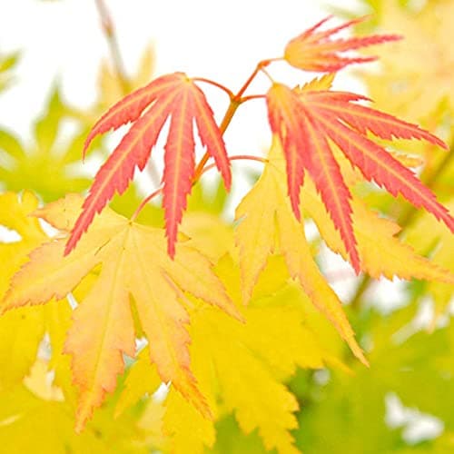 Image of Acer palmatum Orange Dream, Japanese Maple, Hardy Tree, Ideal for Garden Or Containers, 1 x Plant in 3-Litre Pot by Suttons