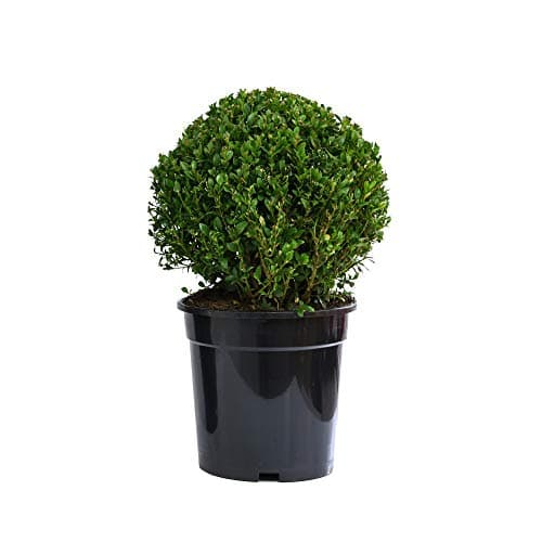 Image of Box Ball Plant Buxus Potted Evergreen Shrub Topiary for Outdoors, Hedging & Patio Containers, 1x Buxus semperviren Ball Plants in 23cm Pots by Thompson & Morgan (1)
