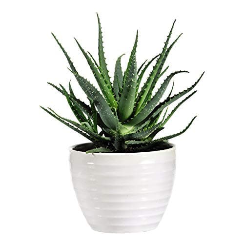 Image of Aloe Vera House Plant Tender Perennial Houseplant Plants Easy to Grow Your Own 1x 15cm Potted Plant