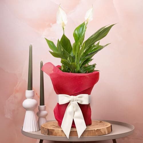 Image of GardenersDream Spathiphyllum Peace Lily Plant Gift - Indoor Real Houseplant for Birthday, Anniversary & Mother's Day Gifting - Red Hessian Wrapping, White Bow & Custom Message Card (9cm Pot, 20-30cm)