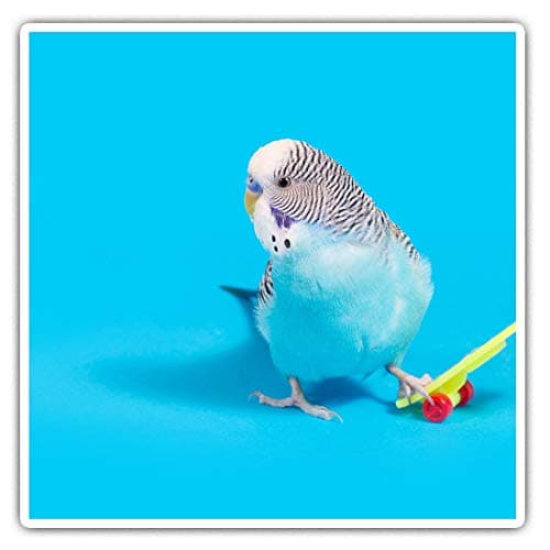Image of 2 x 7.5cm Square Vinyl Stickers - Blue Budgie Skateboarding Skater Decals 44355