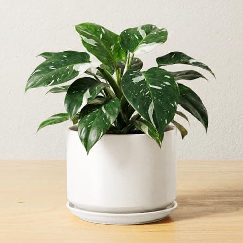 Image of LE TAUCI Ceramic Pots for Plants, 17 cm Plant Pot with Drainage Hole & Saucer, Modern Minimalist Planters for Indoor Plants, Round Flower Pot for Snake Plant, Monstera, Perfect for Home Decor, White