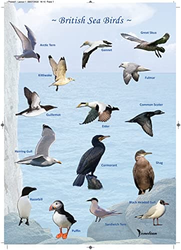 Image of Venetian Common British Sea Birds Poster