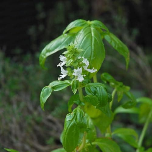Image of Basil Plant (Ocimum basilicum) 6 Postiplugs | Sweet Basil Herb Plant | Kitchen Windowsill & Outdoor Growing | Aromatic Culinary Herb | Fresh Herb Garden Plant by Thompson & Morgan