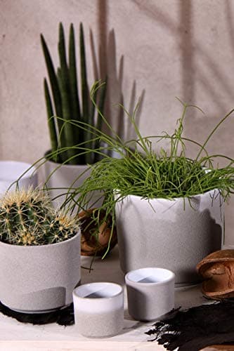 Image of Ivyline Leon Cement Planter D14.5Cm