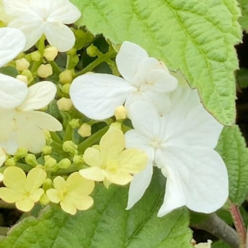Image of Viburnum plicatum 'Summer Snowflake' - Deciduous Shrub with Abundant White Summer Flowers - 3 Litre Pot x 1 - Thompson & Morgan