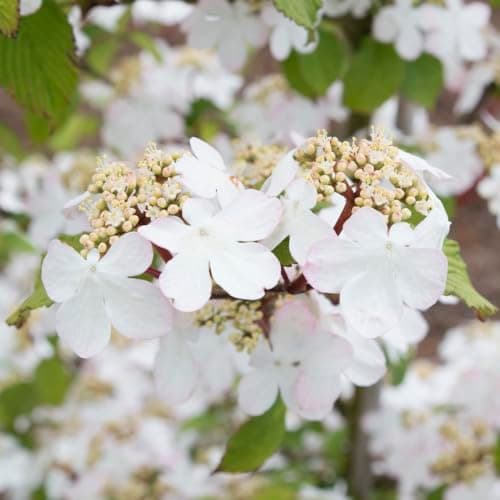 Image of Viburnum plicatum f. tomentosum 'Kilimanjaro Sunrise' – Award-Winning RHS Chelsea Flower Show Plant, Lacecap Blooms, Autumn Foliage, Hardy Deciduous - 1x 12 Litre Potted Plant by Thompson & Morgan