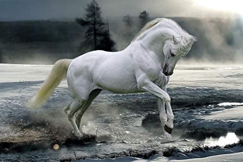 Image of GB Eye, Bob Langrish, Horse Snow, Maxi Poster 61x91.5cm