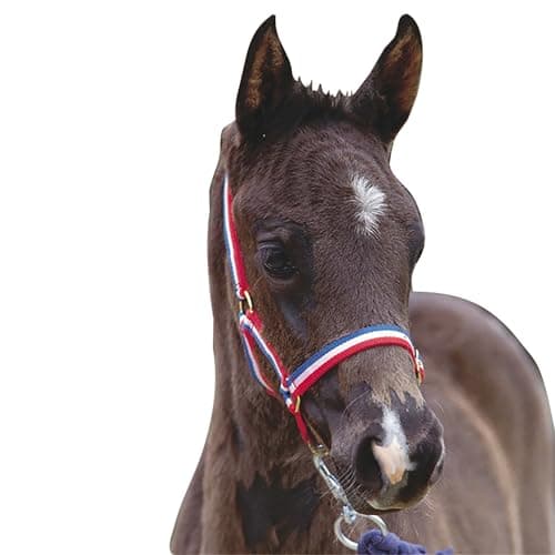 Image of Roma Foal Headcollar, Red/White/Blue, Foal