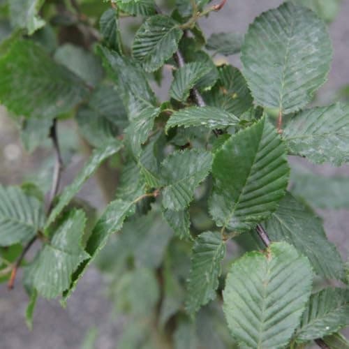 Image of Carpinus Betulus (Hornbeam) Native Tree for Hedging - Hardy, Golden Autumn Foliage - Instant Impact Trough-Grown Hedge – 1x 12 Litre Potted Plant by Thompson & Morgan