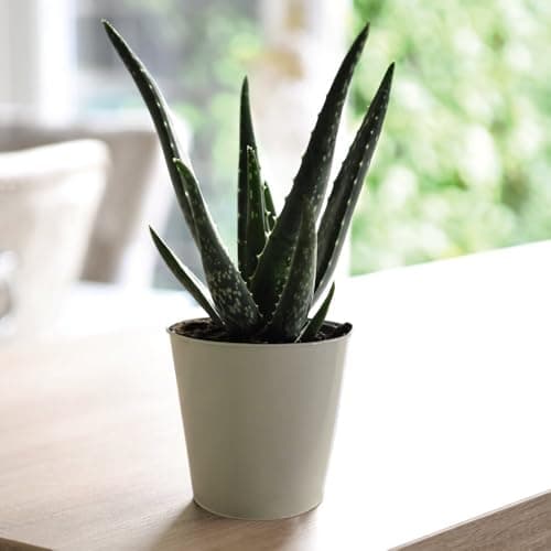 Image of Aloe Vera Plant - Easy Care Indoor Succulent - Perfect for Bright Sunny Spots and First Aid Use - 1X 10.5cm Pot + 1X Incredifeed by Thompson and Morgan