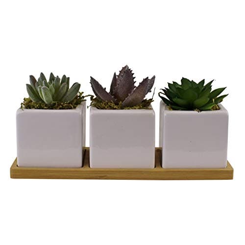 Image of Potted Succulents on Tray (Set of 3)