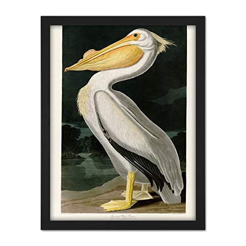 Image of Artery8 Audubon Birds White Pelican Painting Artwork Framed Wall Art Print 18X24 Inch