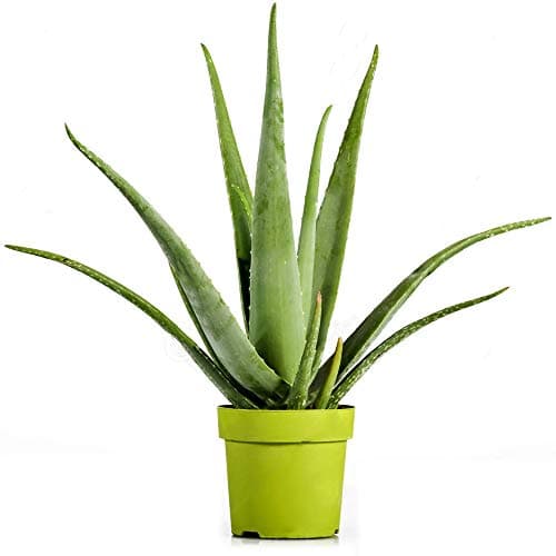 Image of Aloe Vera 12cm #1 - Indoor Plant