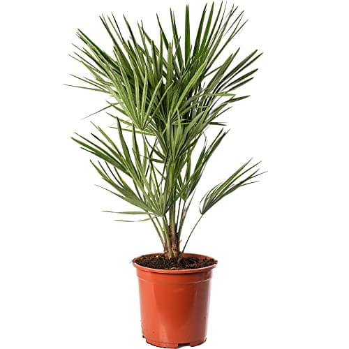 Image of Chamaerops Humilis - European Fan Palm Garden Plant - Hardy Exotic Evergreen Outdoor Tropical Palm Tree Pot Grown - Ideal as Patio, Conservatory, House Plant