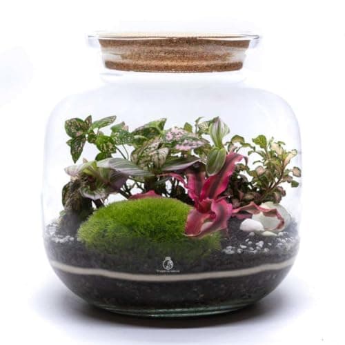 Image of DIY Closed Terrarium Kit with 4 Live Plants & Bun Moss (H: 25cm) – Large Glass Jar Indoor Garden Set with Cork Lid – Self-Sustaining Ecosystem with Soil Layers & Guide, Creative Gift for Home & Office
