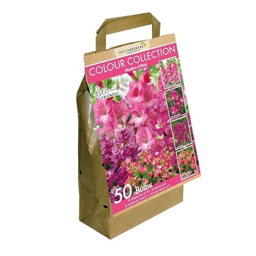 Image of GreenBrokers Colour Collection Summer Flowering Bulbs Pink, Mixed Varieties (Pack of 50) Bee & Butterfly Friendly