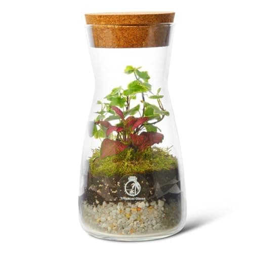 Image of Complete Bottle Terrarium Kit: Create Your Own Miniature Garden Oasis | Includes Glass Container, PLANTS, Substrates, Cork Lid, Light up Terrarium, DIY Terrarium Kit, Optional LED Light (Standard Lid)