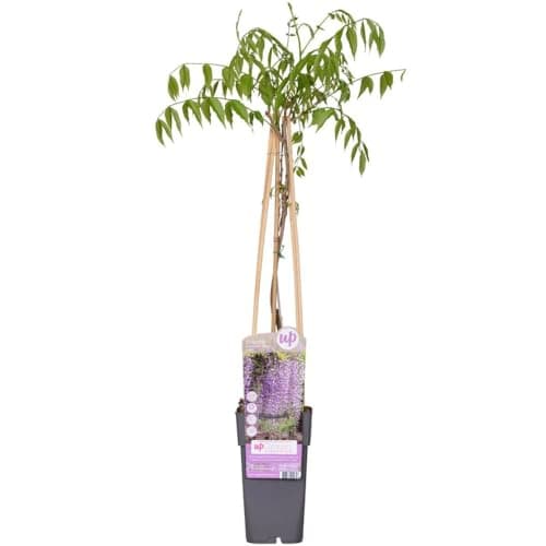 Image of Wisteria floribunda 'Naga Noda' - Stunning Deep Violet-Blue Flower Racemes Up to 50cm Long, Fragrant, Vigorous Climber 1X, 2X or 3X 15cm Pots by Thompson and Morgan