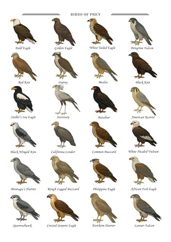 Image of Birds of Prey Educational Wall Art Print, 20 Species Illustration (A3)