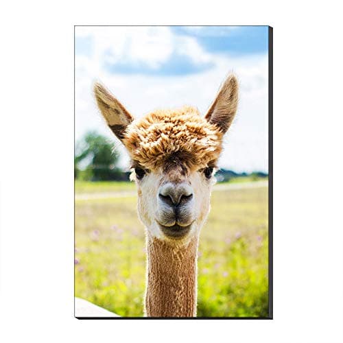 Image of Five-Seller Long Eared Alpaca Wall Art Canvas Painting Llamas Animal Picture Print on Canvas Modern Artwork for Living Room Bedroom Gallery (No frame,40 x 60 cm)