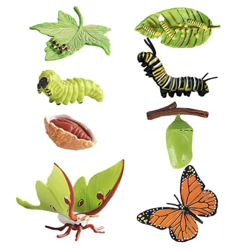 Image of Caterpillar to Butterfly Kit, Educational Life Cycle Display, Insect Toy Set for Biology Learning, Nature Observation Tools for Classroom and Home Use