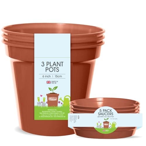 Image of Whitefurze Plant, Pot & Saucer Set, 6 Inch/15 Centimeters