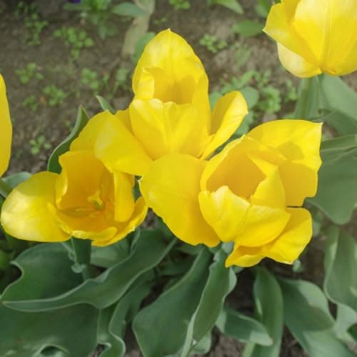 Image of Tulip ‘Yellow Flight’ – Vibrant Hardy Triumph Tulip Bulbs for Beds, Borders & Containers, 16 Bulbs, by Thompson & Morgan