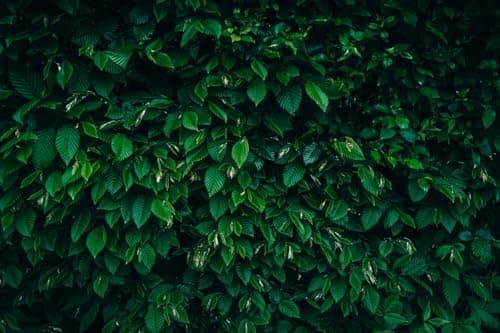 Image of Direct Plants 5X 2-3ft Carpinus Betulus Hornbeam Hedging Plants Trees in 3 Litre Pots