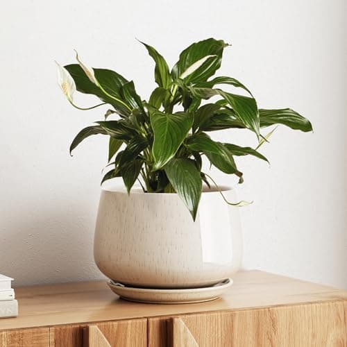 Image of LE TAUCI Ceramic Plant Pots, 25cm Plant Pot Indoor with Drainage Holes and Saucers, Stylish and Durable Planter, Ceramic Pots for Plants, Gift for Mom, Reactive Glaze Beige