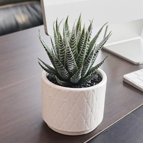 Image of Jahe Aloe Vera Fake Plants, 6.7'' High Small Artificial Plants Outdoor, White Ceramic Pot Artificial Succulent, As a Gift Among Friends, Suitable for Bedroom, Bathroom, Living, Desk, 1 Pack.