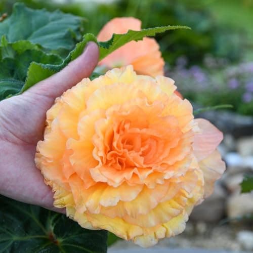 Image of Begonia Majestic Apricot Shades Mix 12 x Garden Ready Plants for Hanging Baskets & Containers - Intense Summer to Autumn Colour Thompson & Morgan (12)
