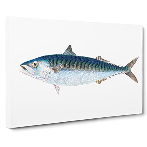 Image of Mackerel Fish By Edward Donovan Canvas Print | Gallery Wrapped 30mm Frame Wall Art | 24x16 inches | Ready to Hang | Retro Animals Picture | Living Room Bedroom Lounge Office