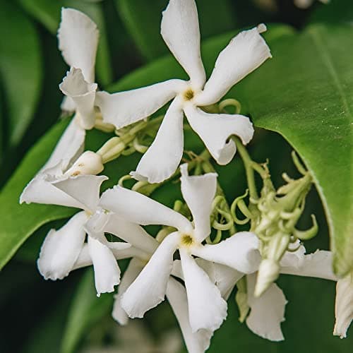 Image of Trachelospermum Jasminoides Star Jasmine - Evergreen Climbing Plants - Climbing Plant Outdoor - Fragrant Jasmine Plants - Evergreen Climber (9cm Pot)