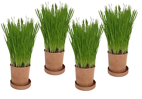Image of Organic Pet Grass (Grow your own kits) By Cat FurNature