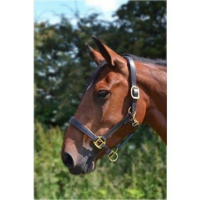 Image of Gallop Economy Leather Padded Headcollar, Full Size, Brown