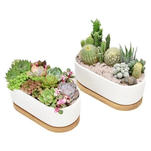 Image of Irunfast 2Pcs White Ceramic Succulent Plant Pot, Cactus Pot With Bamboo Tray, Indoor Outdoor Cactus Pots, Oval Small Plant Pots for Office Hotel Home Decoration