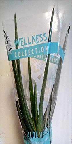 Image of ALOE VERA RICH GREEN CLASSIC ALOE PLANT MEDICINAL, EDIBLE, HOUSEPLANT