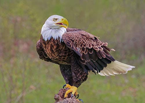 Image of Eagle Blank Greeting Card - Landscape