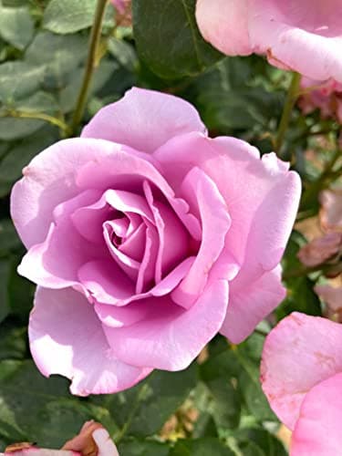Image of 1 Bare Root Climbing Rose Bush (Blue Moon) Includes Postage