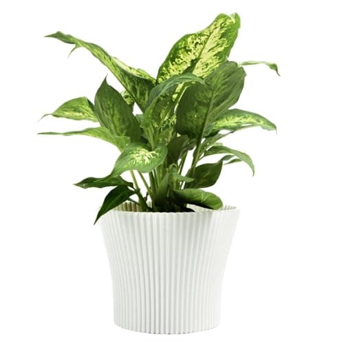 Image of B2C Matt Ribbed Flower Pot – Modern Flared Conical Planter with Pleated Design, Lightweight, Indoor/Outdoor Decorative Plant Pot – Multiple Sizes & Colors (White, 15cm)
