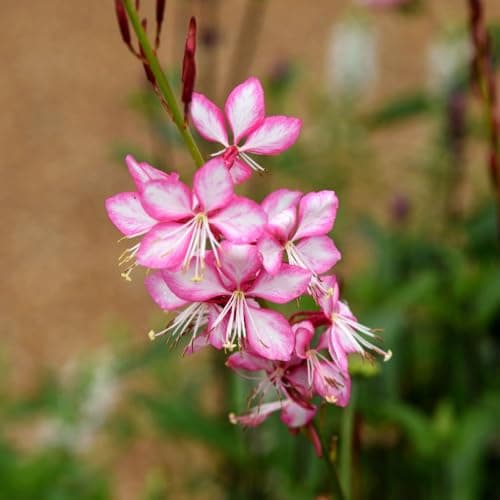 Image of Gaura lindheimeri 'Rosyjane' – Large White Flowers with Candy Pink Edges, Long Blooming Perennial, Hardy Cottage Plant, Chelsea Flower Show Award Winner - 9cm Pot x3 by Thompson and Morgan