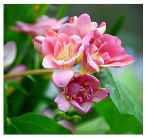 Image of 10x Freesia Double Pink Summer Flowering Bulbs Colourful Garden Plant Corms Wedding Fragrant Cut Flowers Size 5/6
