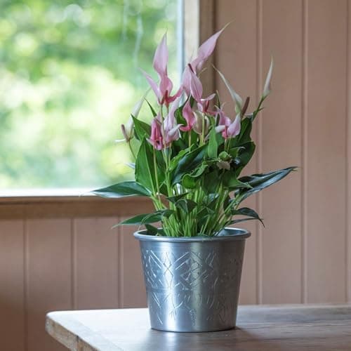 Image of Crocus Collection 14cm Metal Aluminium Planter Hand Etched Indoor Outdoor Use Plant Pot Vintage Style