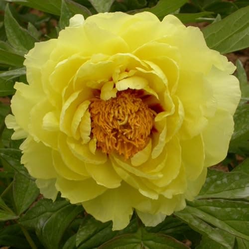 Image of Tree Peony 'Yellow' – Luxurious Double Blooms in Soft Yellow with Golden Stamens, Hardy Garden Shrub or Patio Plant - 1x 12cm Potted Plant by Thompson & Morgan